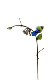 ZIMBA-ARTS Mésange bleue en métal sur raisin