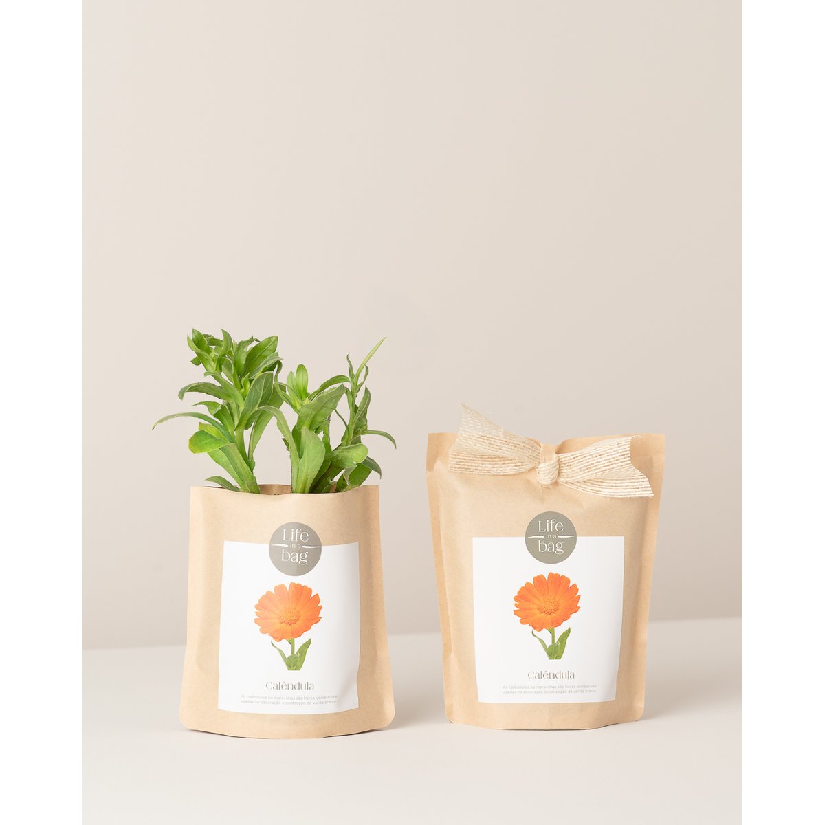 Bag Calendula wachsen