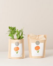 Crescere la calendula della borsa
