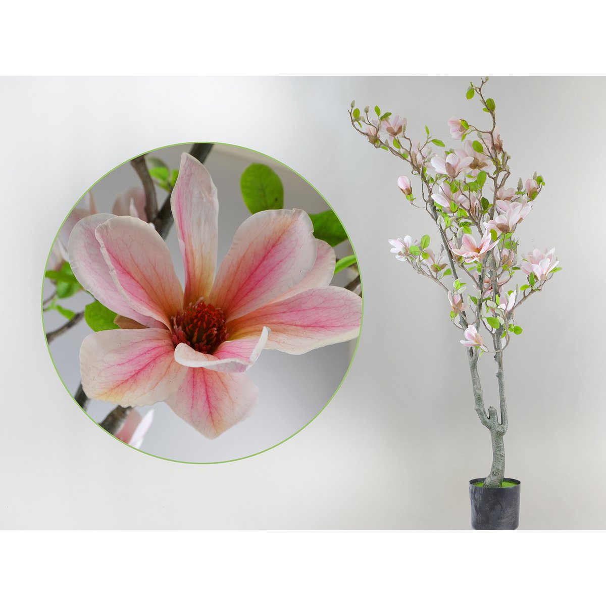 Magnolia-boom, 150 cm, witte pink