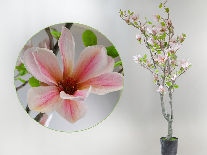 Tree Magnolia, 150 cm, biały różny