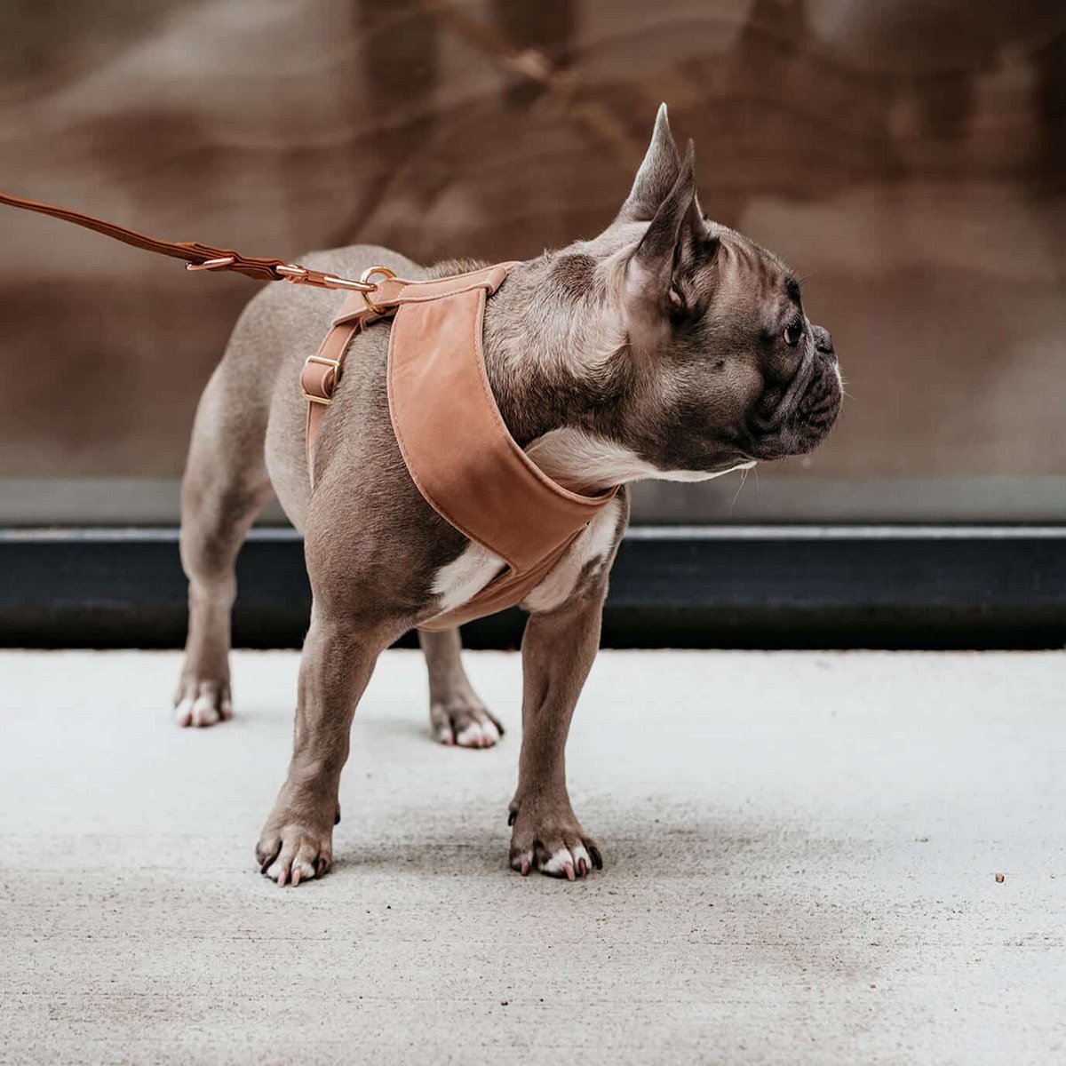 Arnés suave para perros Camel