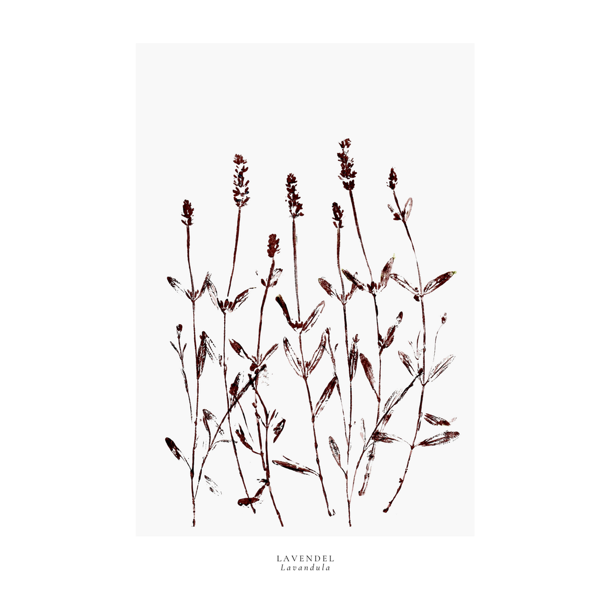a year in bloom. Set of 12 handprinted floral postcards.