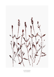 a year in bloom. Set of 12 handprinted floral postcards.