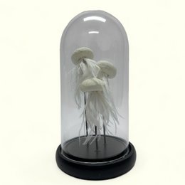 JELLYFISH - BLACK(YF-03)