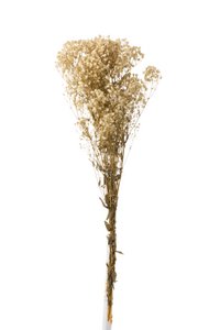 J-Line Bundle Gypsophilia Dried Ecru