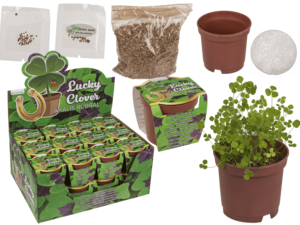 Lucky clover in plastic pot,