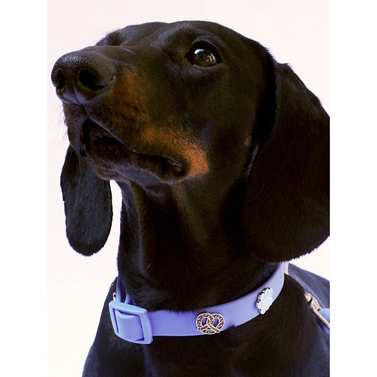 Breze Hundehalsband Anhänger