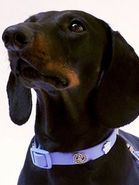 Breze Hundehalsband Anhänger