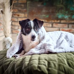 COZY Kuscheldecke für Hunde