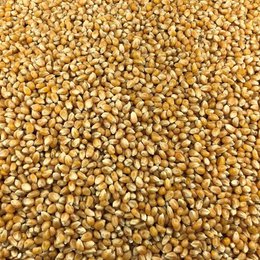Organic Pop Corn Bulk