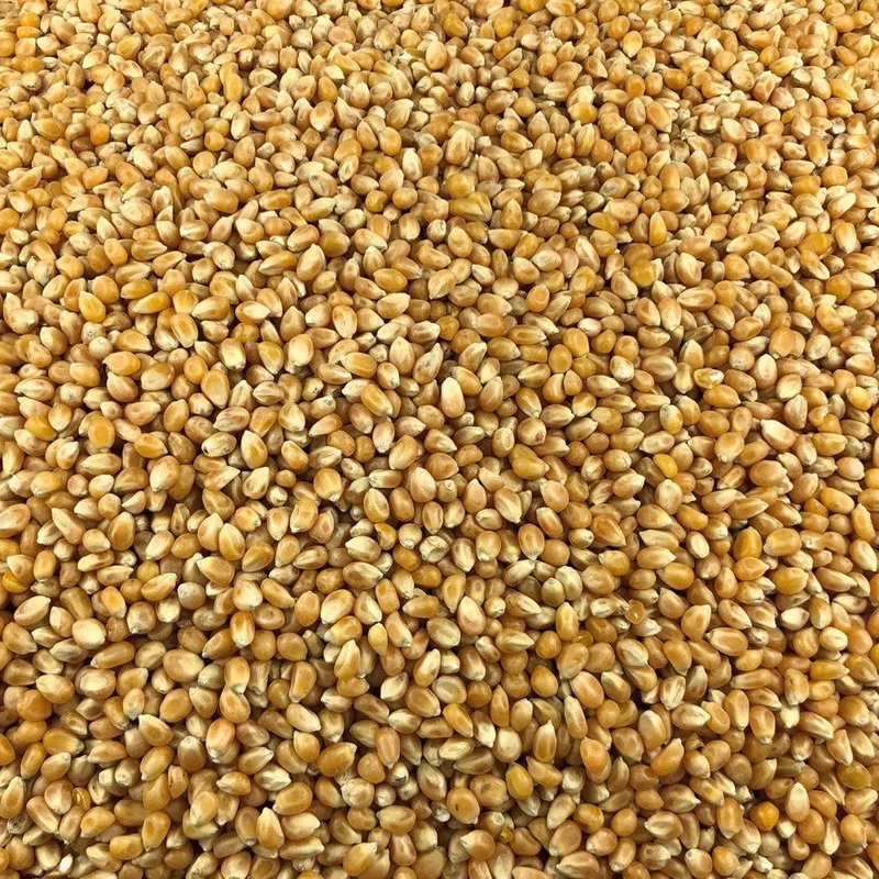 Organic Pop Corn Bulk