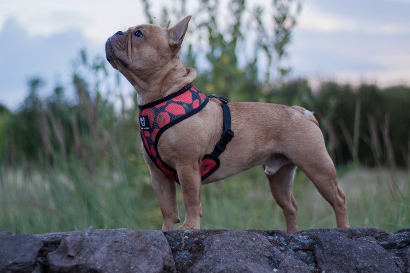 Arnés para perros de empoderamiento 2 en 1