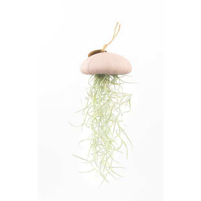 Air plant pendant-Sea reg with Tillandsia-Pink-Large