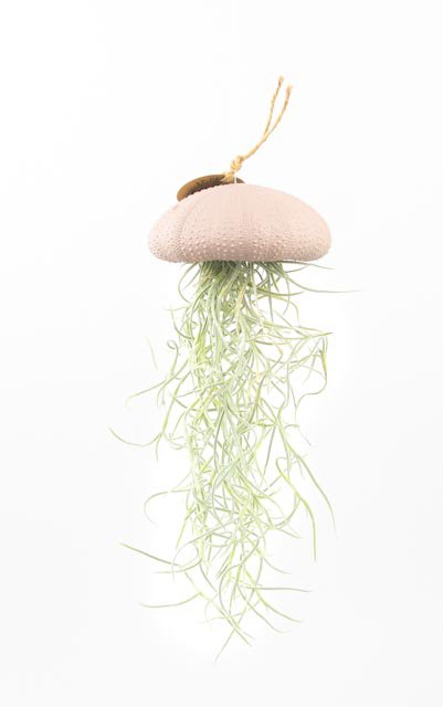Air plant pendant-Sea reg with Tillandsia-Pink-Large