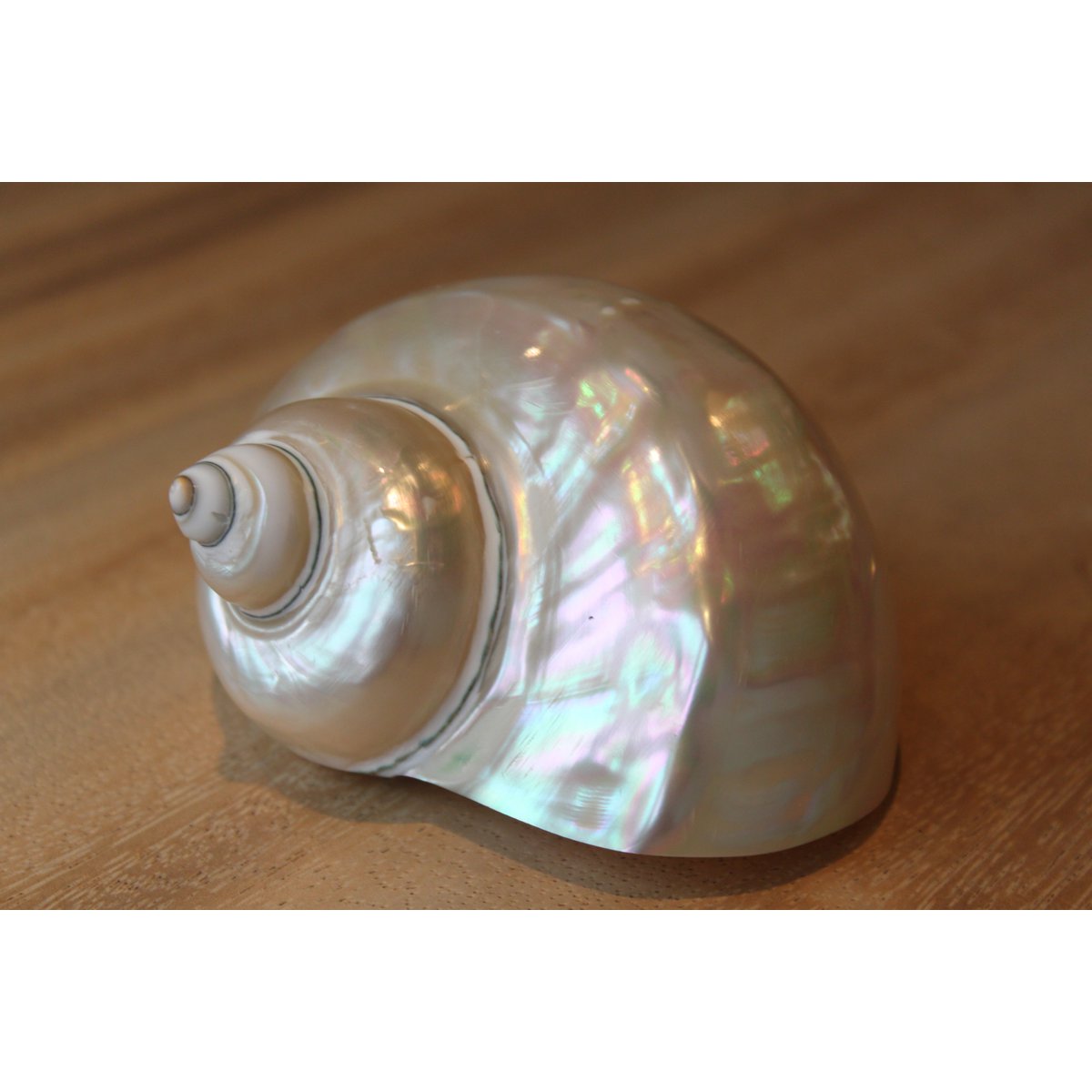 Turbo Bianco "Turbo marmoratus"
