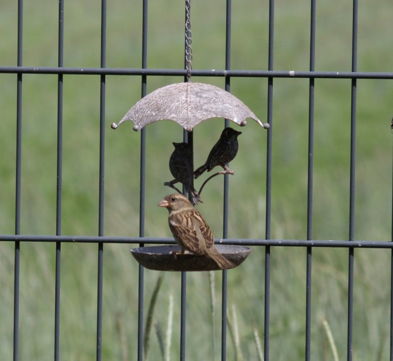 Bird bath for hanging made of metal - round