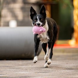Hundespielzeug aus Baumwolltau Glücksschwein - PIGGY PIG