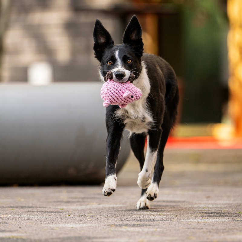 Hundespielzeug aus Baumwolltau Glücksschwein - PIGGY PIG