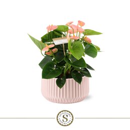 Madeira Pink Met Stale Spirit