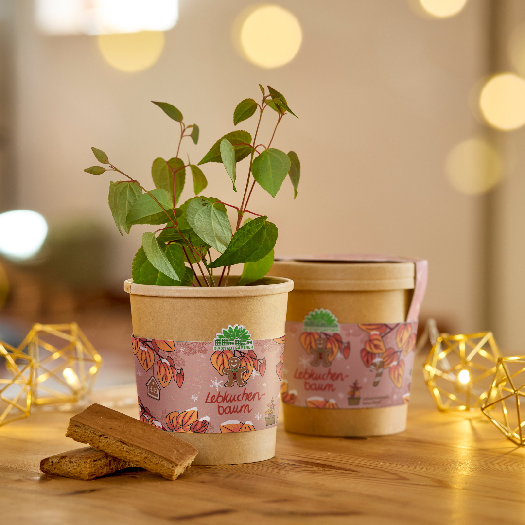 Lebkuchenbaum aus dem Becher