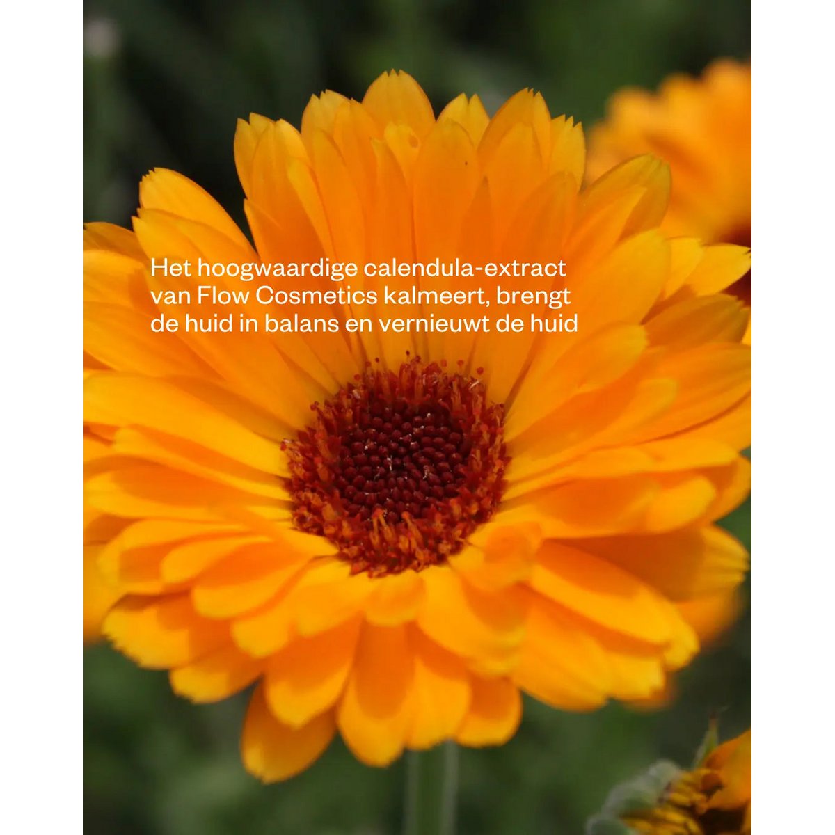 Body butter Marigold