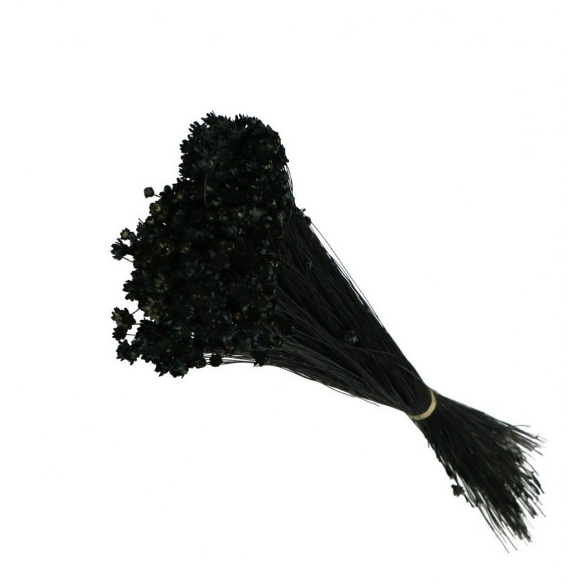 Glixia Mini-Sternblumen