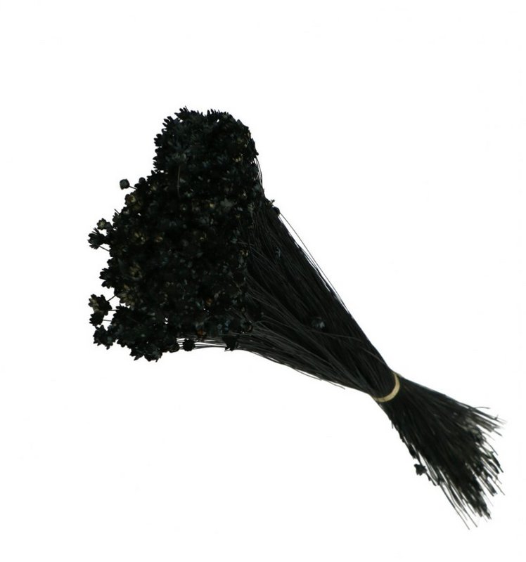 Glixia mini star flowers