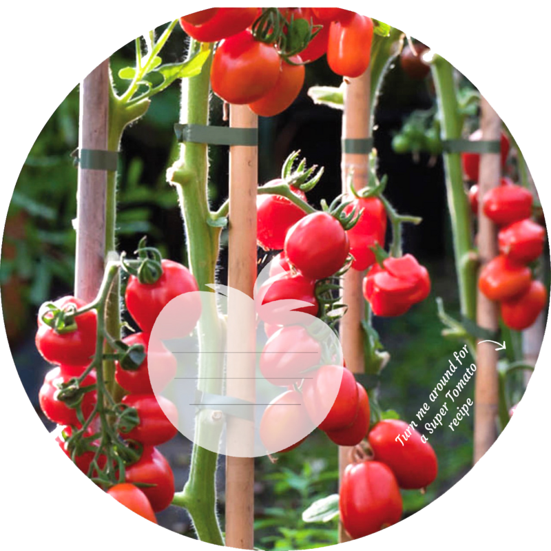 Bauen Sie Ihre eigenen Tomaten an
