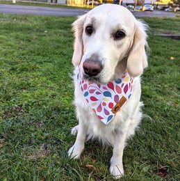 Petals dog bandana