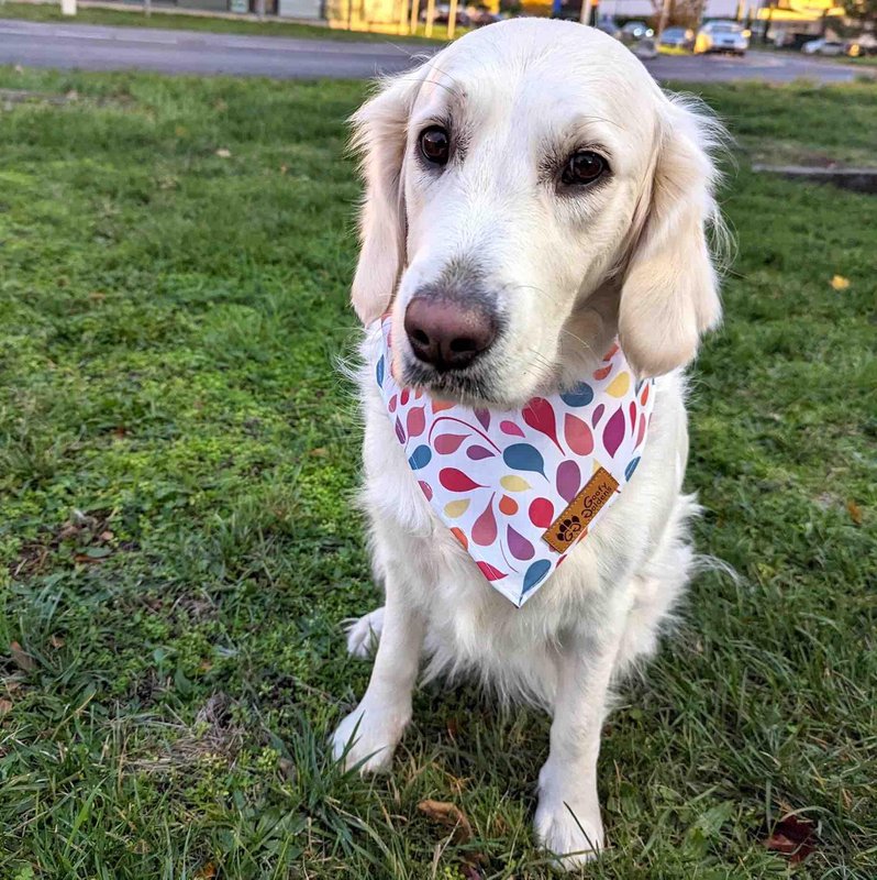 Petals dog bandana