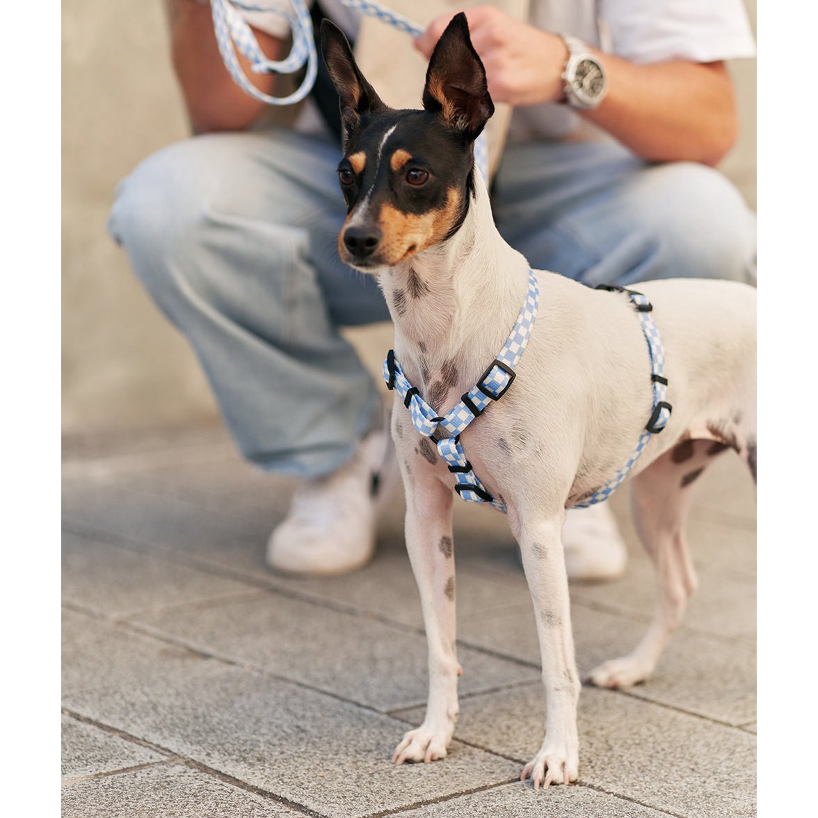 Geschirr aus recyceltem PET, blaues Vichy-Design, Juno