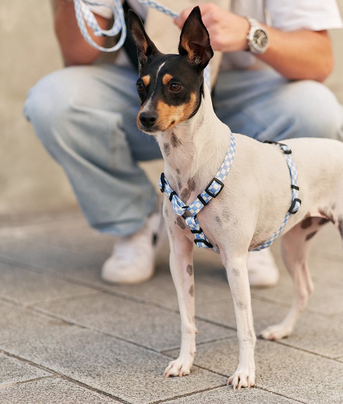 Geschirr aus recyceltem PET, blaues Vichy-Design, Juno
