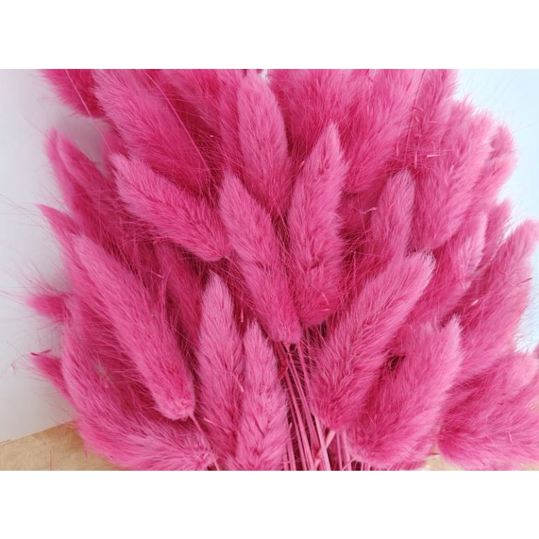 Lagurus Dalio magenta 100 gr