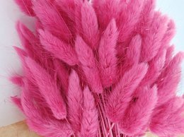 Lagurus Dalio magenta 100 g