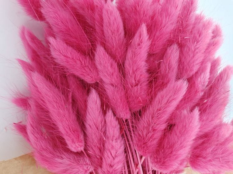 Lagurus Dalio magenta 100 gr