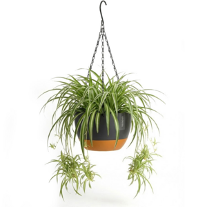 Hangpot met Afwatering - Zwart - Ook Geschikt Als Bloempot - Voor Binnen en Buiten - Waterreservoir