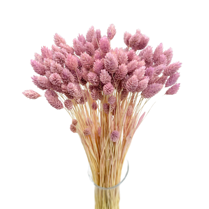 80+ stengels Gedroogd Phalaris Lichtviolet Kanariegras