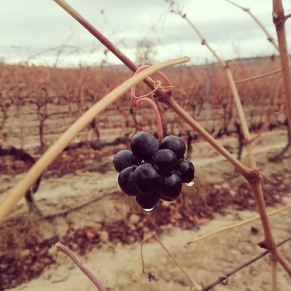 Vino rosso riserva D.O.Ca. Rioja Enantico