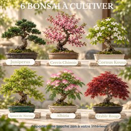 CULTIVEA® Kit Listo para Cultivar 6 Bonsáis - Jardinería y Decoración - Idea de Regalo de Navidad (Arce Rojo, Cercis Chino, Enebro, Liquidambar, Pícea Noruega)