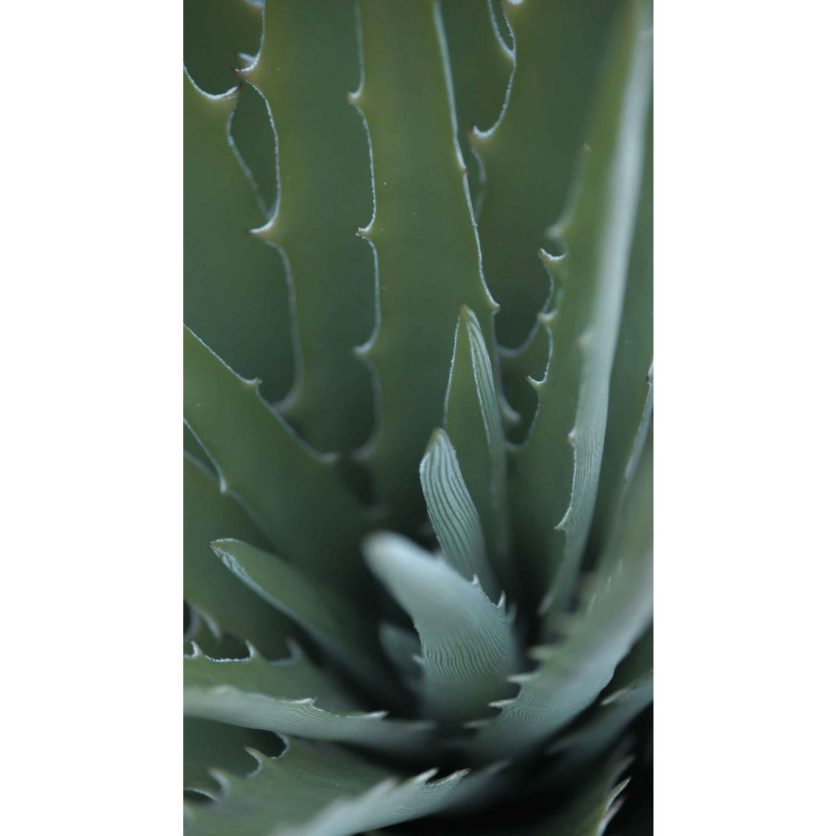 Gel de Aloe Vera Jodi&Moon