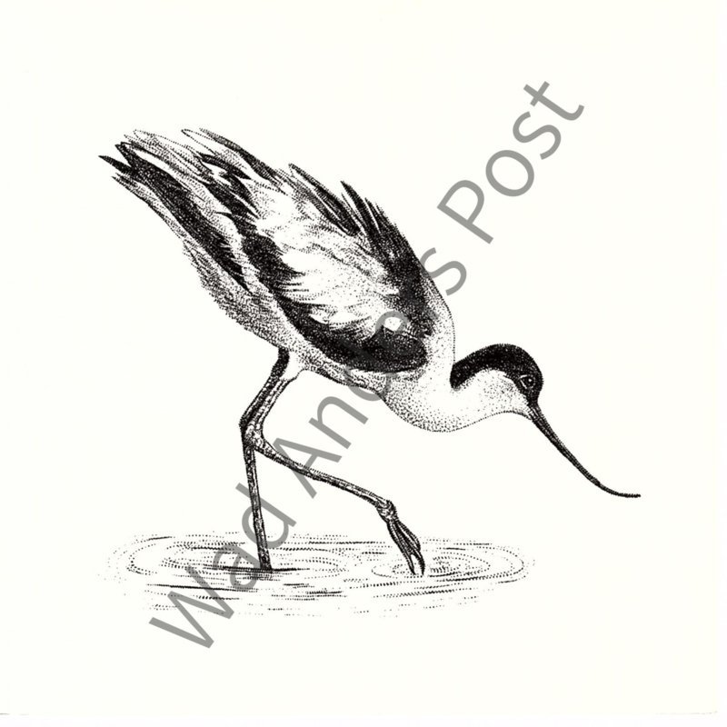 Tarjeta de avoceta