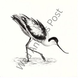 Avocet-Karte