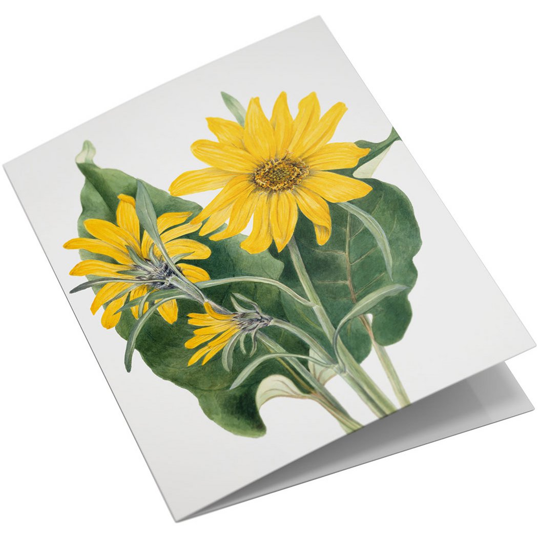 Lykønskningskortsæt Vilde blomster
