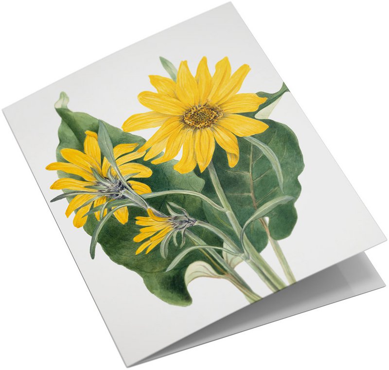 Lykønskningskortsæt Vilde blomster
