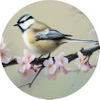 Muurcirkel Little bird