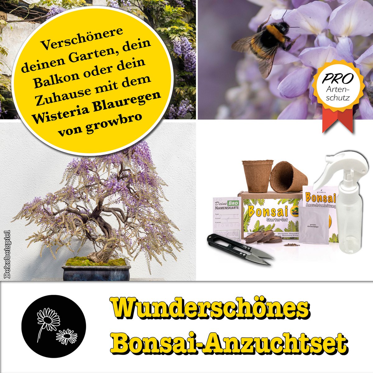 Bonsai - growbro - Juego de cultivo de glicinas que incluye tarjetas climáticas, cultiva tu propio bonsái hermano, regalos para mujeres y hombres, kit de inicio de bonsái