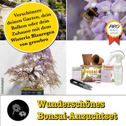 Bonsai - growbro - Wisteria voksesæt inkl. klimakort, dyrk din egen bonsai bro, gaver til kvinder og mænd, bonsai startsæt