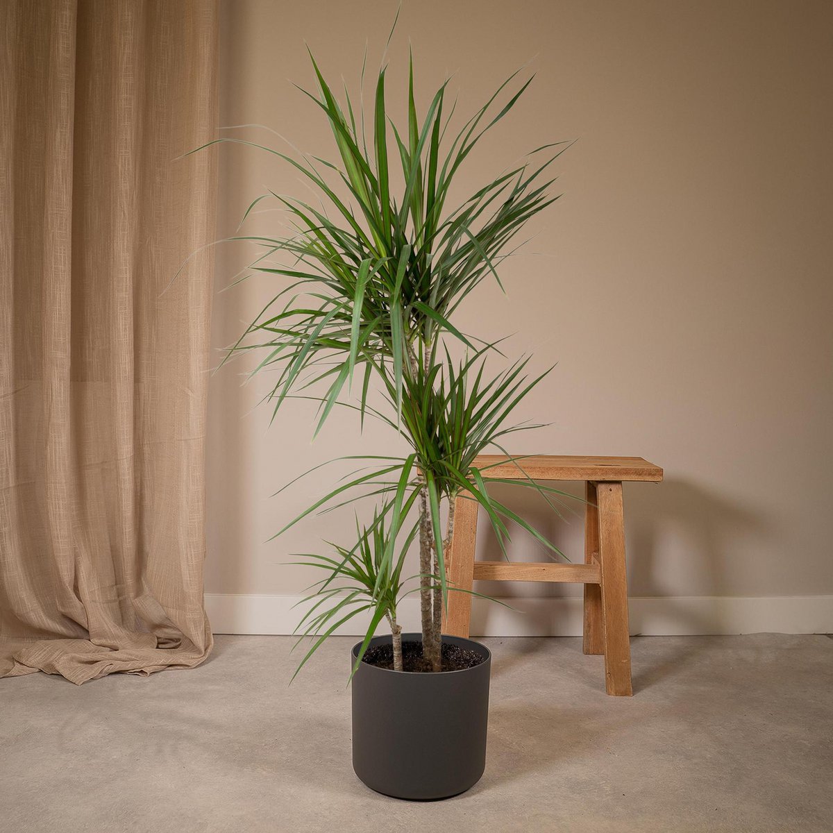 Dracaena Marginata - Dragon Tree - Ø21cm - ↕115cm