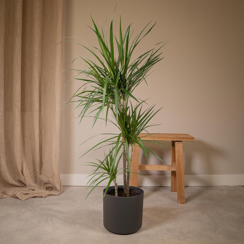 Dracaena Marginata - Dragon Tree - Ø21cm - ↕115cm